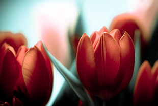 close up photo of pink petal flower