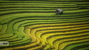 Rice Terraces HD wallpaper