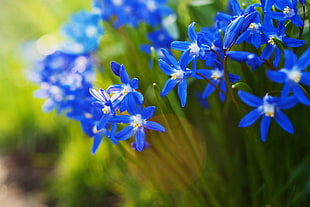 blue petaled flowers in closeup photo HD wallpaper