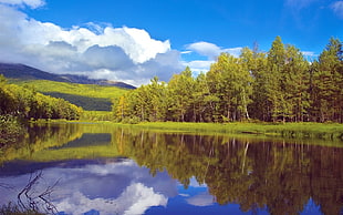 body of water in the middle of tall green trees facing mountain under blue sky HD wallpaper