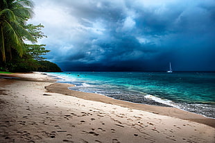 seashore and palm trees, tropical, palm trees, beach, sand