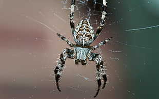 close-up photography of gray and black Araneus Cavaticus Barn Spider on spiderweb HD wallpaper