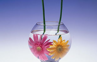 clear glass vase