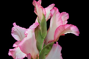 pink and white petaled flower