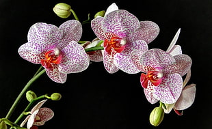 pink and white Moth Orchid flowers HD wallpaper