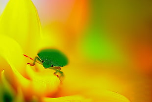 green bug perched on yellow petaled flower closeup photography HD wallpaper