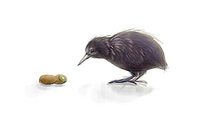 Kiwi bird illustration, kiwi (animal), birds, kiwi (fruit) HD wallpaper