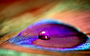 shallow focus photography of water droplet
