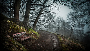 brown wooden bench, nature, bench, trees HD wallpaper
