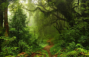 pathway in forest with fogs HD wallpaper