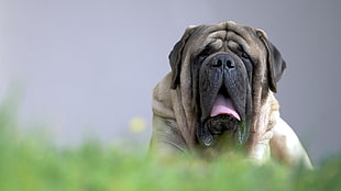 white and brown dog, dog, animals