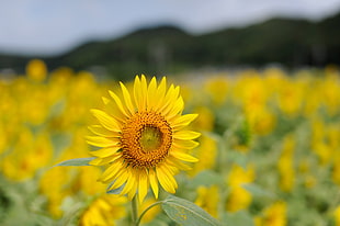 shallow focus photography of sunflower in sunflower field HD wallpaper
