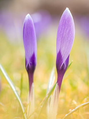 purple petal flower plant in macro photo HD wallpaper