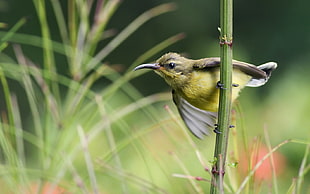 focus photography of Southern bentbill bird HD wallpaper