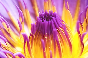 closeup photo of purple and yellow petaled flowers HD wallpaper