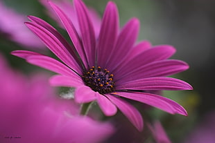 pink flower in tilt shift lens photography HD wallpaper