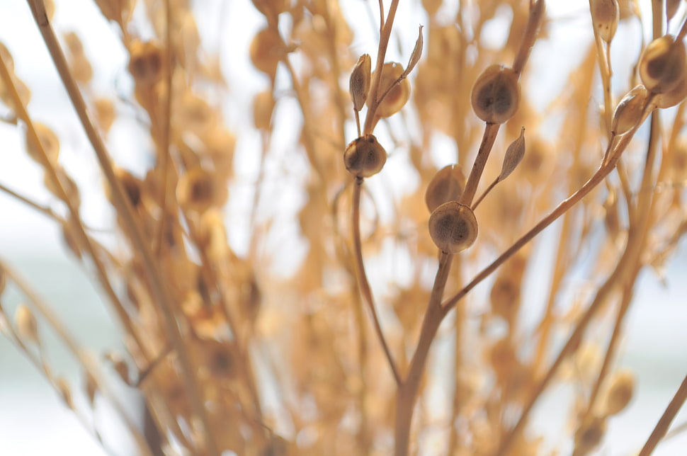 closeup photography of brown plant during daytime HD wallpaper