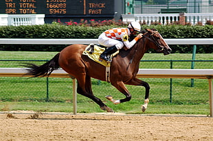 equestrian riding on horse having a match