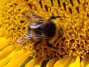 bumblebee perched on yellow sunflower closeup photography HD wallpaper