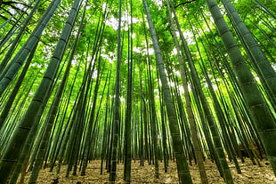 closed-up photography of bamboo trees HD wallpaper