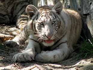 white and black tiger