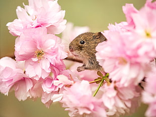 brown rat on pink petal flower HD wallpaper