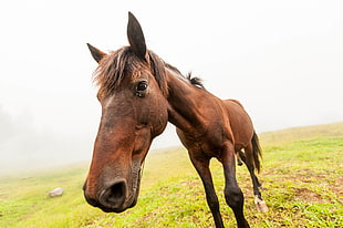 closeup photography of brown horse HD wallpaper