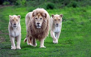 three lions walking on grass fields HD wallpaper