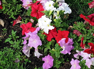 red, white, and pink petunias closeup photo