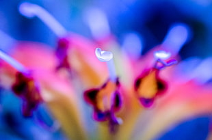 focus photo of white petaled flower