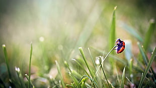 red ladybird, ladybugs, grass, insect, macro HD wallpaper