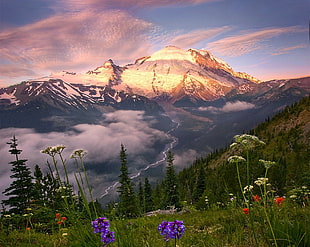 flowers and trees across mountain