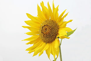 close up photo of Sunflower