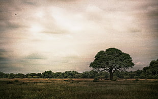 green tree, landscape, nature, trees