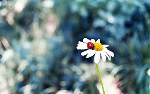 white and yellow flower, flowers, ladybugs, grass, insect HD wallpaper
