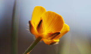 yellow-and-black flower