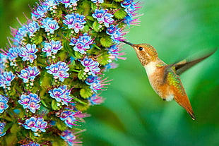 hummingbird with pink and blue-petaled flowers HD wallpaper