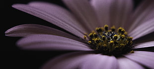 purple petaled flower HD wallpaper