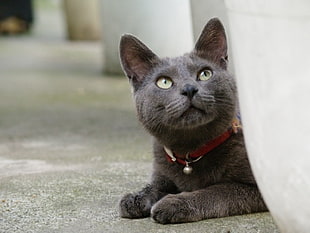photo of short fur black cat