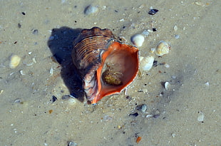 brown and orange sea shell HD wallpaper