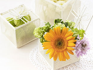 two yellow and purple petaled flowers on white container