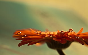 shallow focus photography of orange Daisy with morning dew HD wallpaper