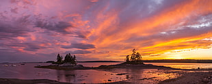 silhouette of tree on sea shore during sunset