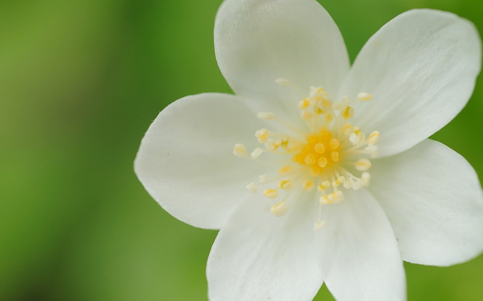 white petaled flower in closeup photo HD wallpaper