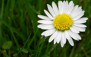 macro shot white flower