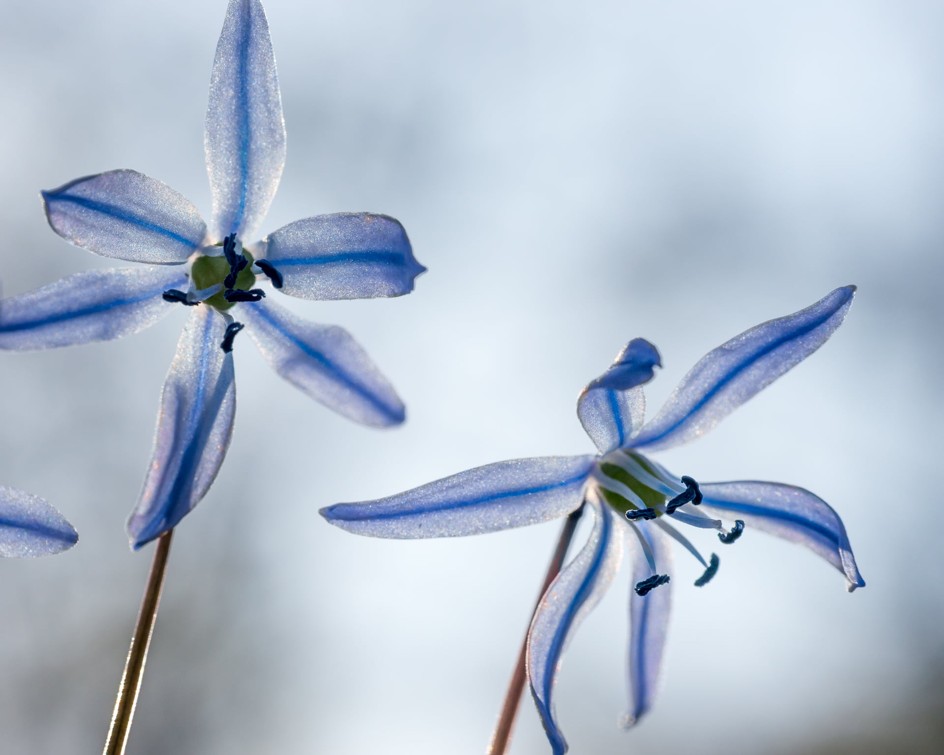 closeup photography of blue petaled flowers