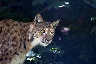 wild cat close up photo