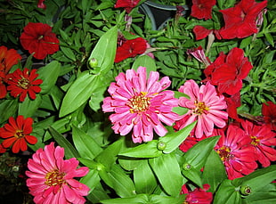 pink and red flowers