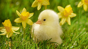 shallow focus photograph of yellow chick sitting on green grass beside yellow flower
