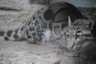 shallow focus photography of leopard